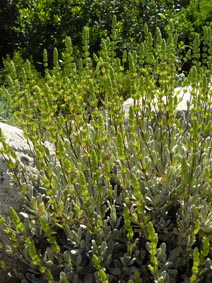 Sideritis cypria